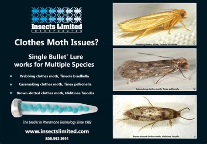 How to get rid of casemaking clothes moth larvae?