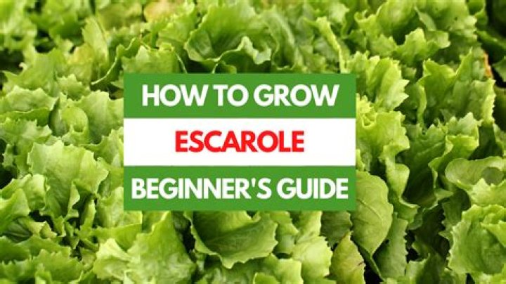 How to grow escarole?