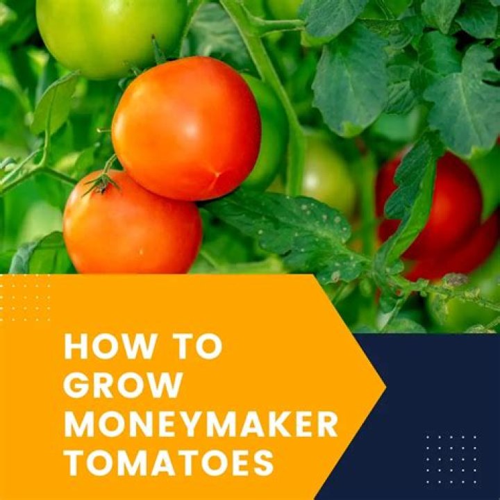 How to grow moneymaker tomato plants?