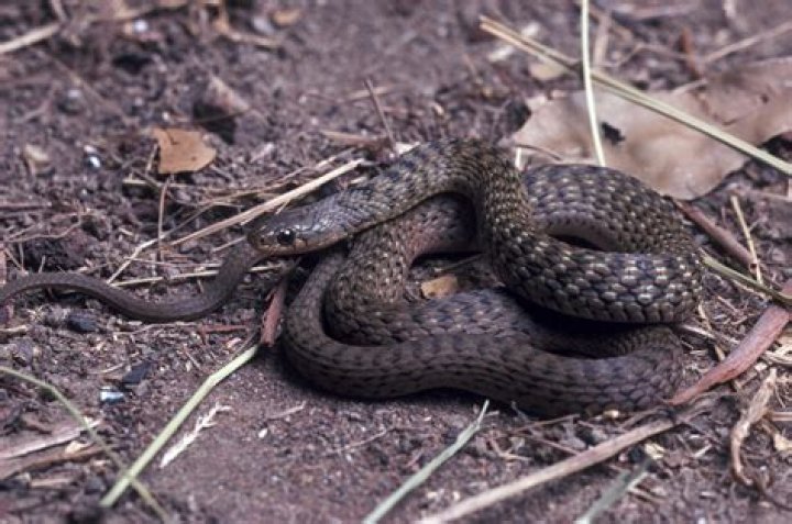 How to identify a keelback snake?