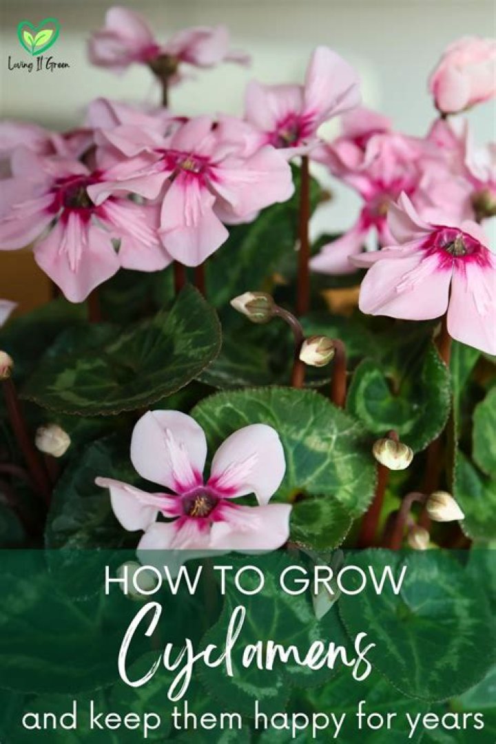 How to keep cyclamens?