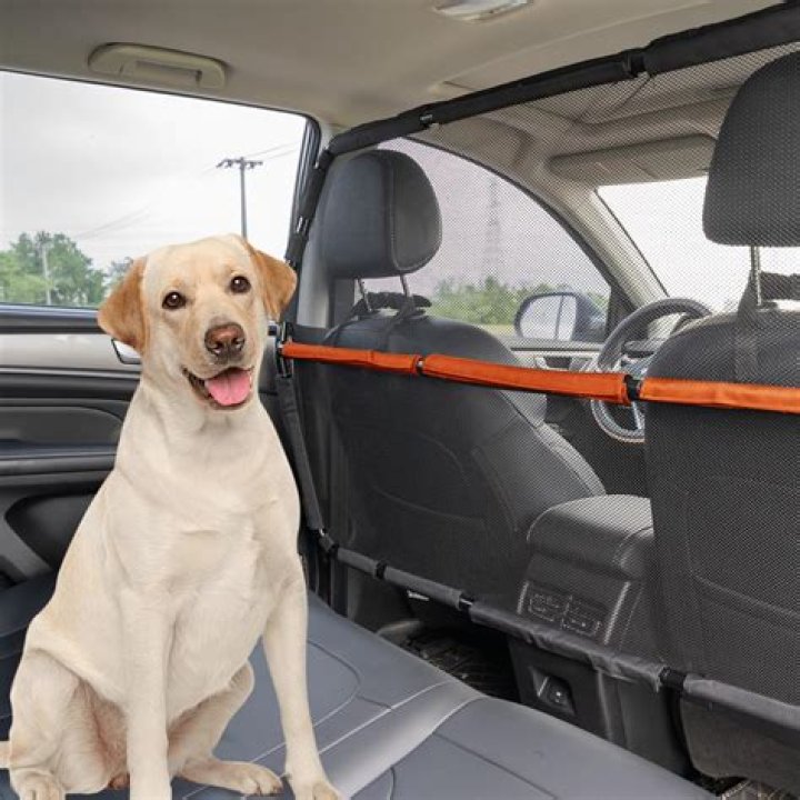 How to keep dog in backseat?