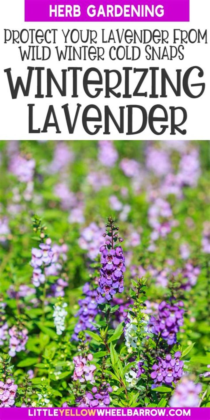 How to keep lavender looking tidy?