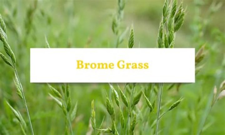 How to plant brome?