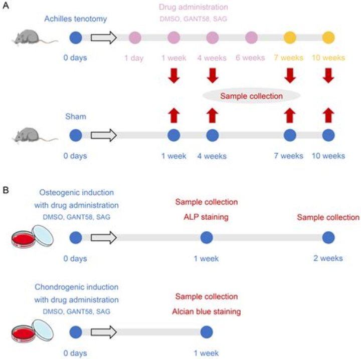 How to prevent heterotopic ossification?