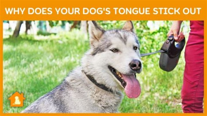 How to put lolling in a sentence?