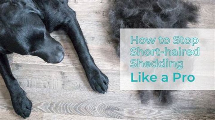 How to stop dog shedding short hair?