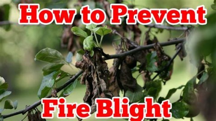 How to treat blight?