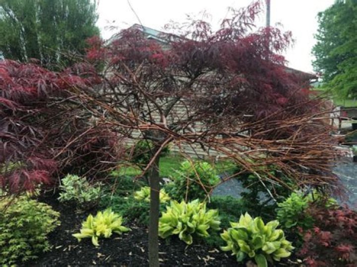How to treat verticillium wilt on japanese maple?