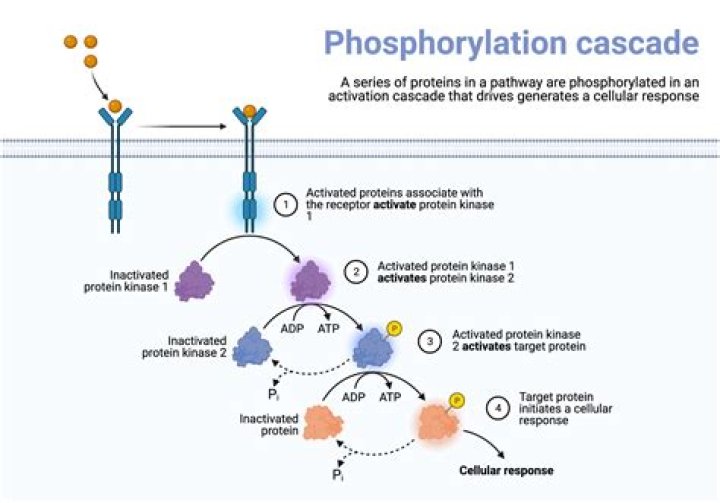 In a phosphorylation cascade phosphorylate proteins?