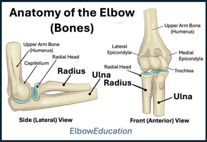 In extending the elbow the?