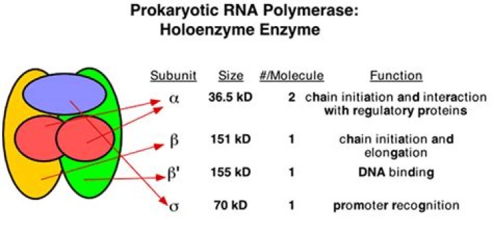 In prokaryotes rna polymerase catalyzes the synthesis of?