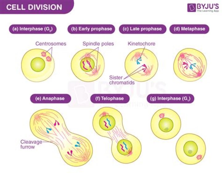 In the first stage of cell reproduction what disappears?