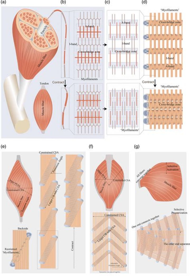 In what way are pennate muscles arranged?