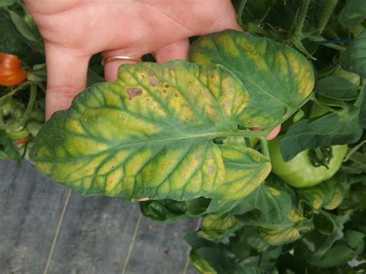 Interveinal chlorosis in tomato?
