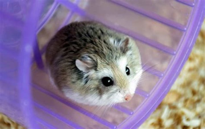 Is a robo hamster a dwarf hamster?