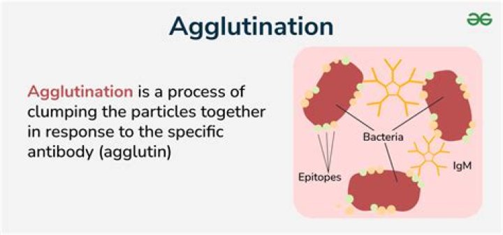 Is agglutinate a word?