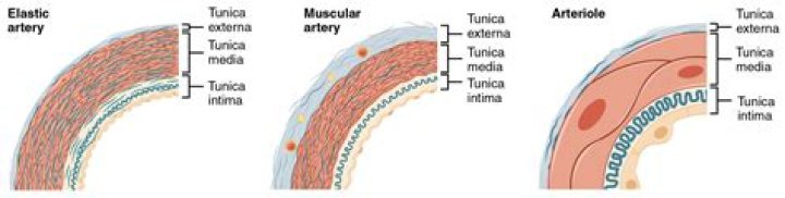 Is arteriole an artery?