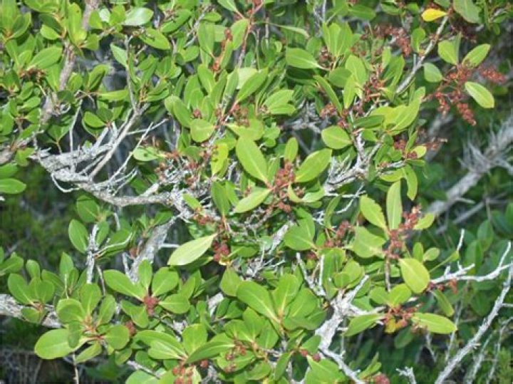 Is buttonwood a mangrove?