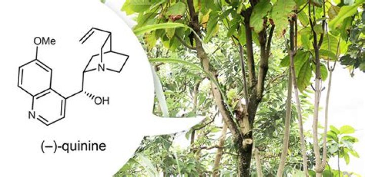 Is cinchona officinalis quinine?