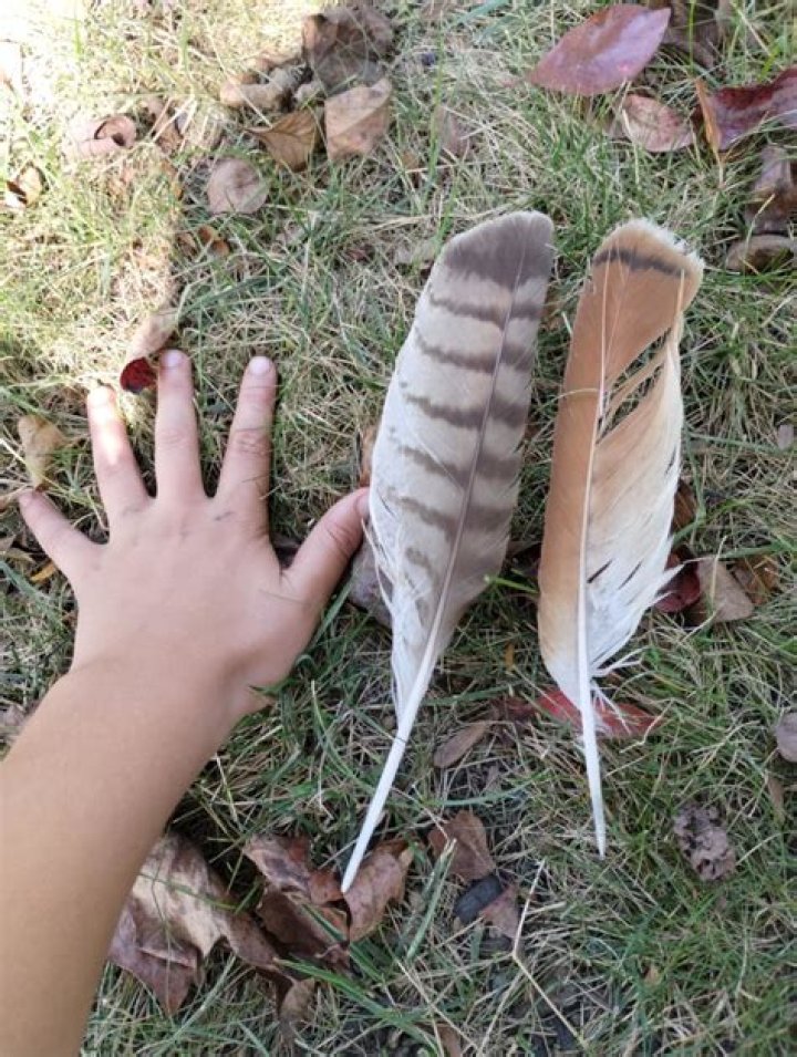 Is it illegal to have a turkey feather?