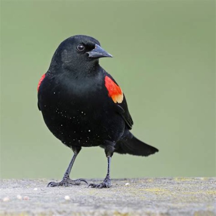 Is it legal to kill a red winged blackbird?