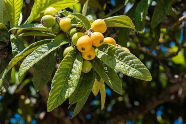 Is loquat a citrus?