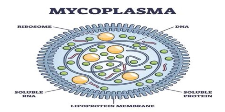 Is mycoplasma and pplo same?
