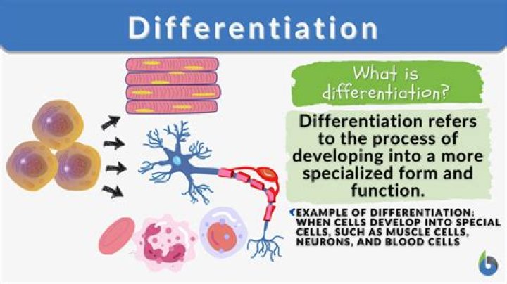 Is phelloderm formed by dedifferentiation?