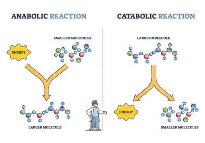 Is phosphorylation anabolic or catabolic?