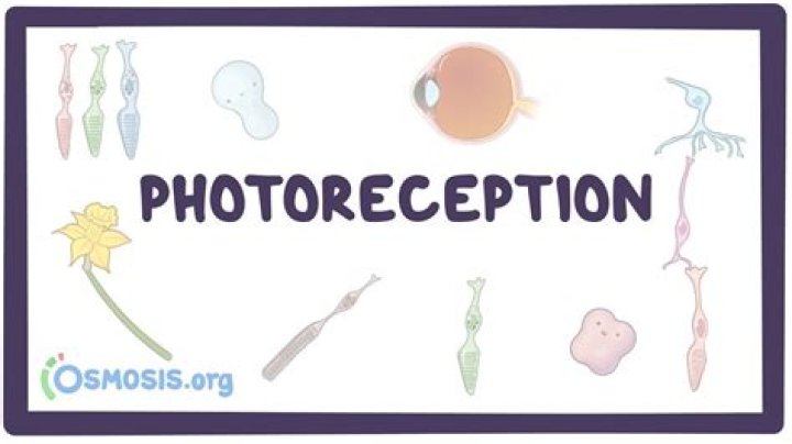 Is photoreceptive a word?