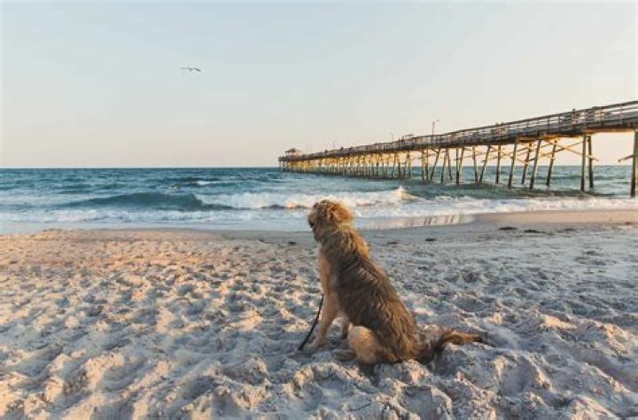 Is sandy hook beach dog friendly?