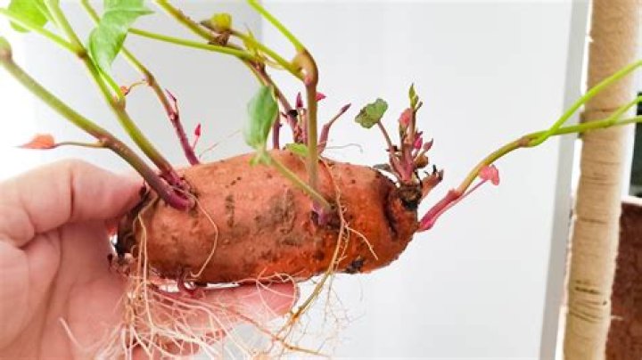 Is sweet potato a flowering plant?