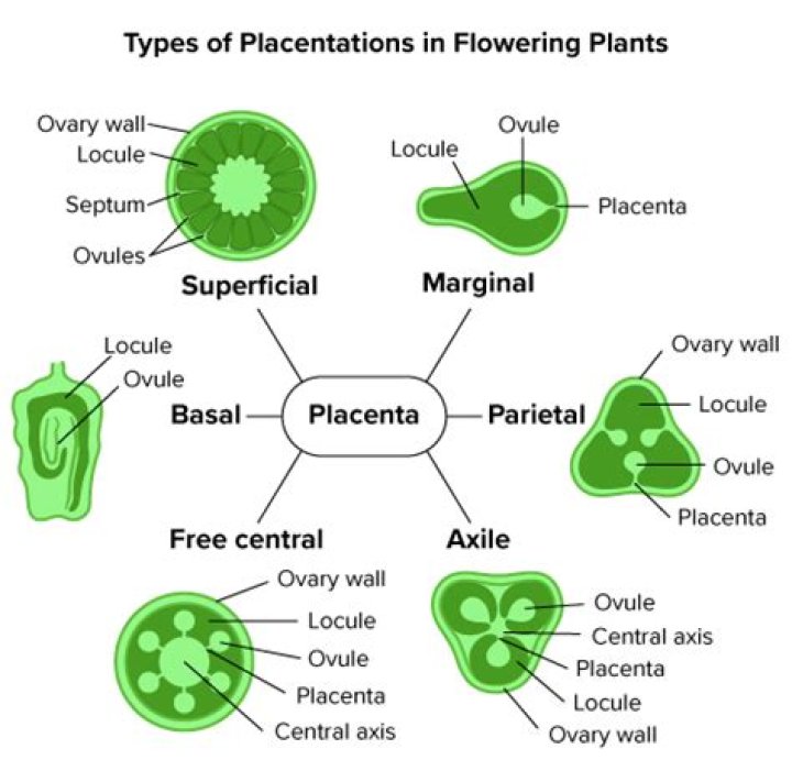 Is the type of placentation?