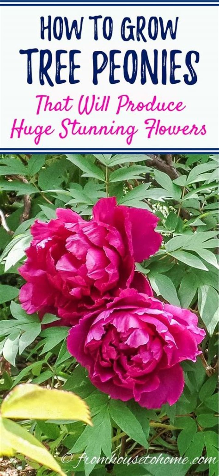Is there a peony tree?
