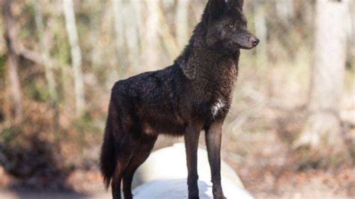 Is there such a word as buggier?