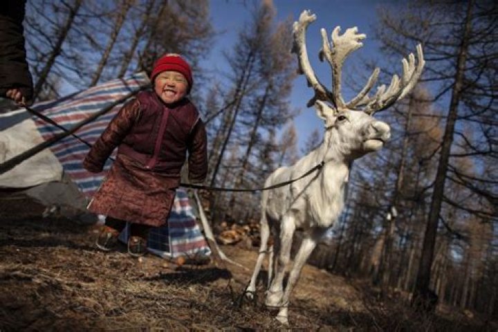 Life Inside Mongolia's Disappearing Reindeer People