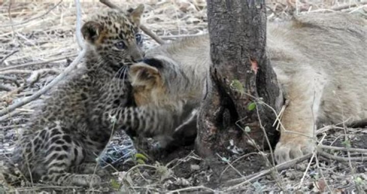 Mother Lion Adopted Oprhaned Baby Leopard In World First