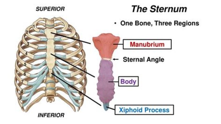 On the manubrium of sternum?