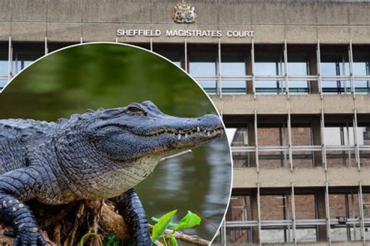 Police Find Alligator Named 'El Chompo' During Drug Bust