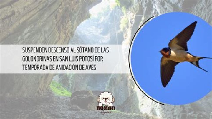 ¿Por qué las golondrinas llegan tarde este año 2021? – Celebrity.fm