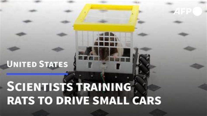 Scientists Trained These Rats To Drive Tiny Cars For Behavioral Research