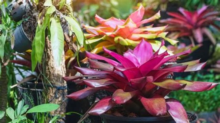 Should bromeliads be misted?