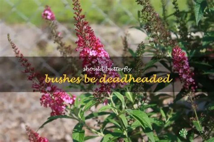 Should butterfly bushes be deadheaded?