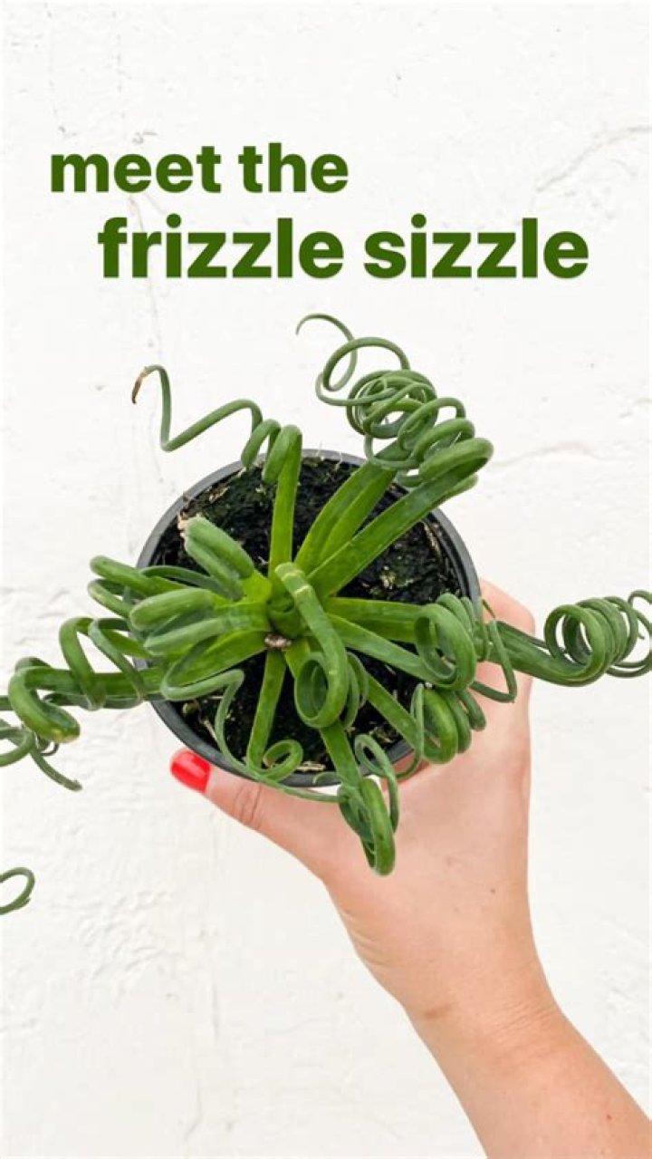 Should i trim my frizzle sizzle?