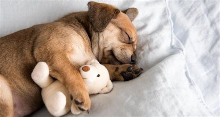 Should toddlers sleep with stuffed animals?