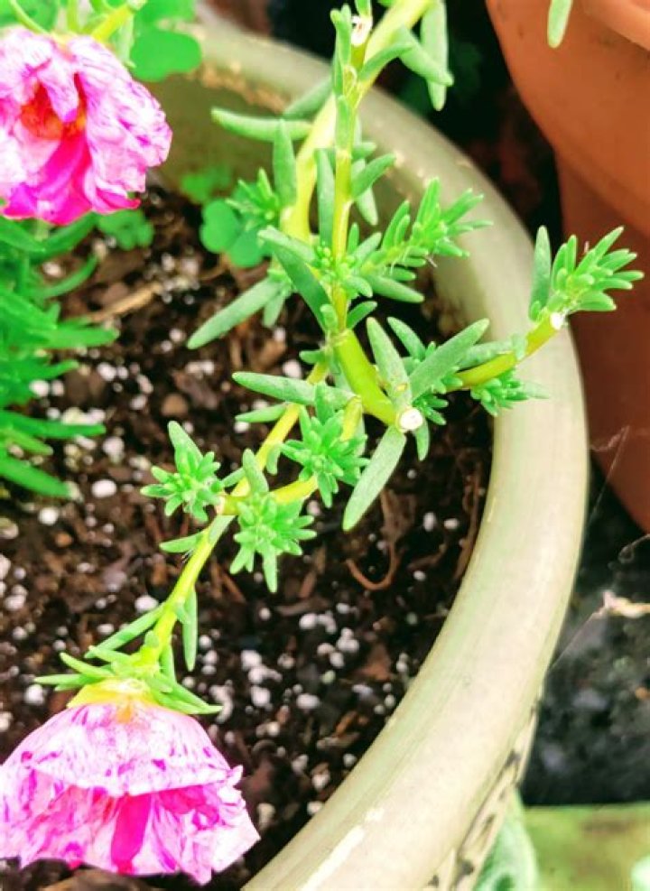 Should you deadhead portulaca?