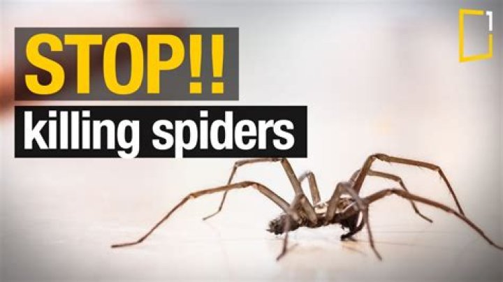 Should you kill hobo spiders?