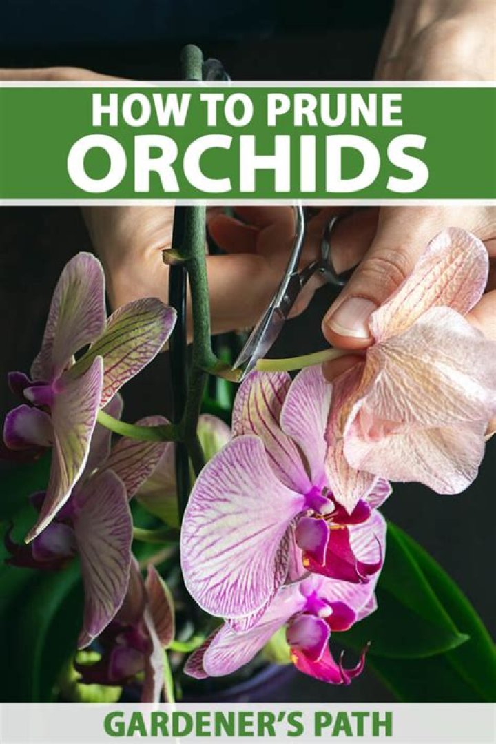 Should you prune orchids?