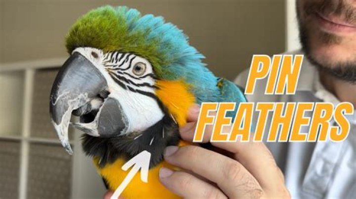 Should you remove pin feathers?